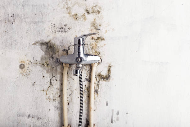 Best Kitchen Mold Remediation in East St Louis, IL