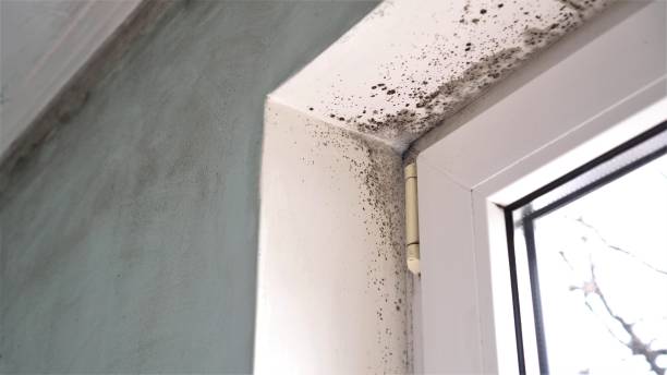 Best Bathroom Mold Remediation in East St Louis, IL