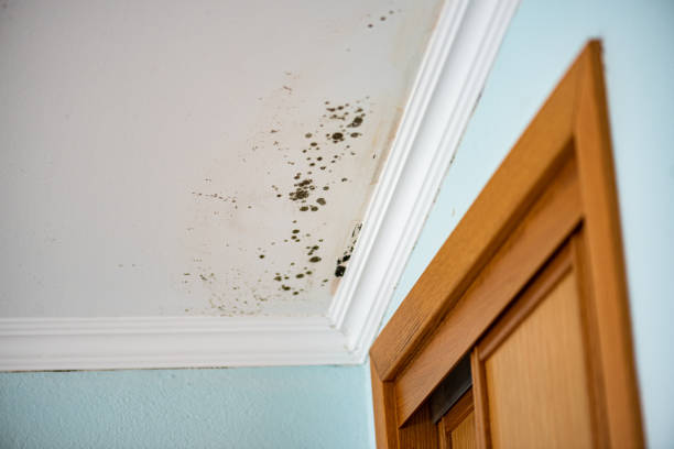 Best Commercial Mold Remediation in East St Louis, IL