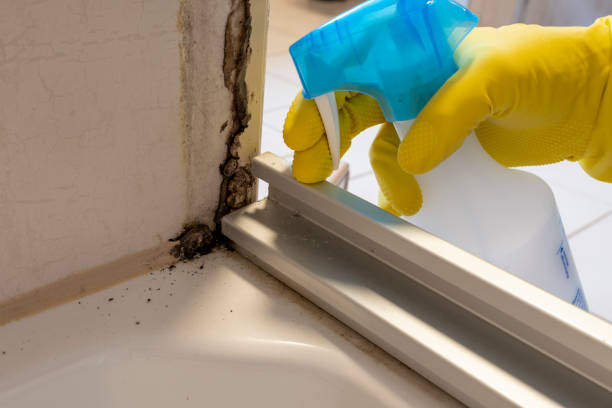Best Industrial Mold Remediation in East St Louis, IL
