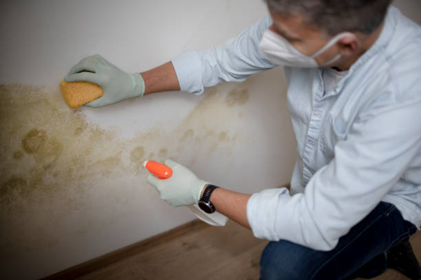 Best Emergency Mold Remediation in East St Louis, IL