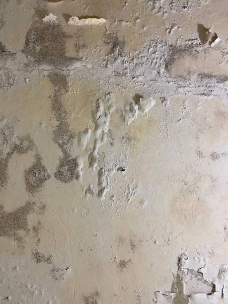 Best Black Mold Remediation in East St Louis, IL