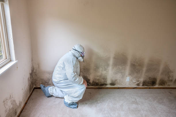 Best HVAC Mold Remediation in East St Louis, IL