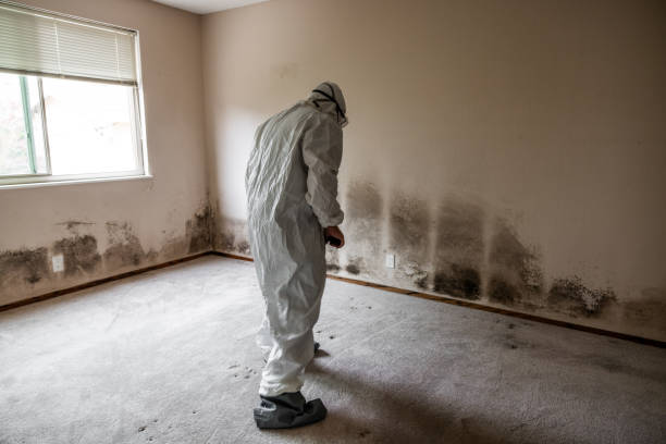 Best Attic Mold Remediation in East St Louis, IL
