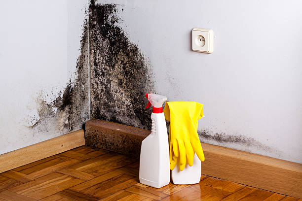 East St Louis, IL Mold Remediation Company