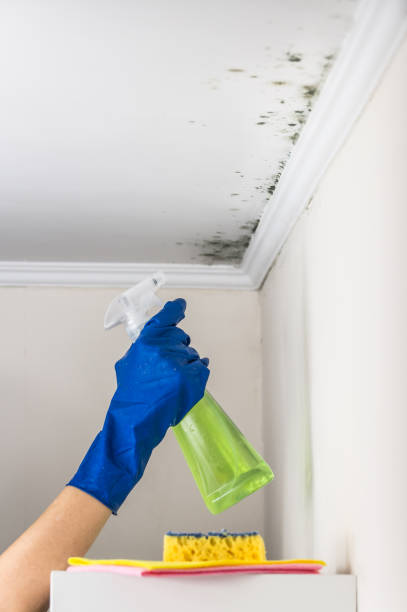 East St Louis, IL Mold Remediation Company