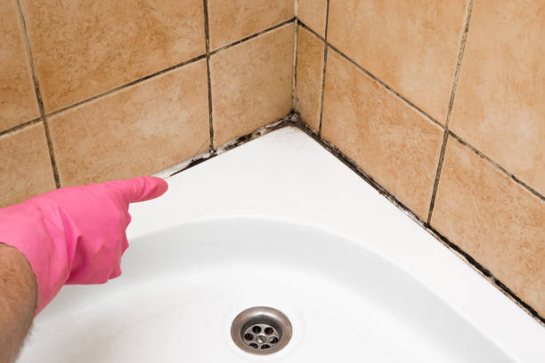 Best Post-Flood Mold Remediation in East St Louis, IL